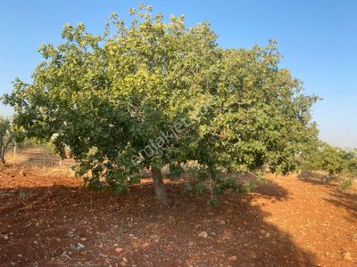Arsa-Bağ & Bahçe