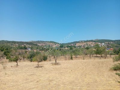 Arsa-Zeytinlik