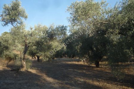 Arsa-Zeytinlik