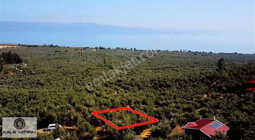 Arsa-Zeytinlik