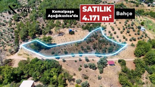 Arsa-Zeytinlik