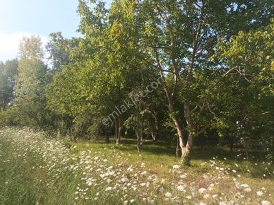 Arsa-Konut İmarlı
