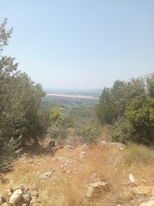 Arsa-Zeytinlik