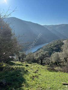 Arsa-Zeytinlik