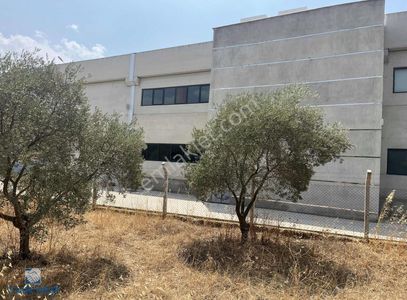 Arsa-Bağ & Bahçe