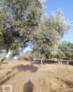 Arsa-Bağ & Bahçe