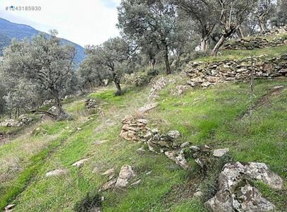 Arsa-Zeytinlik
