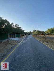Arsa-Zeytinlik
