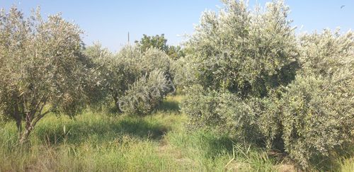 Arsa-Zeytinlik