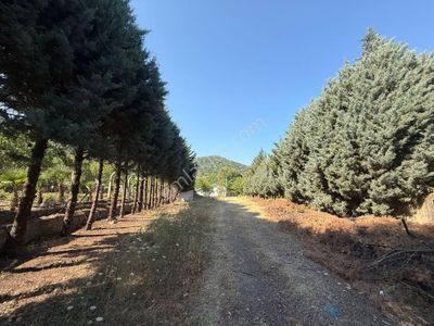 Arsa-Bağ & Bahçe