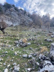 Arsa-Tarla