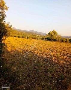 Arsa-Zeytinlik