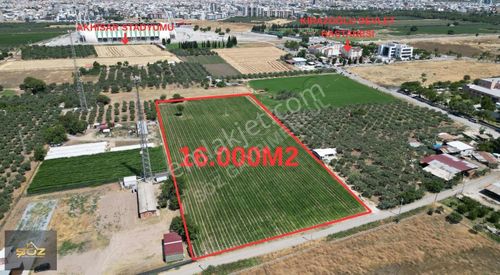 Arsa-Zeytinlik