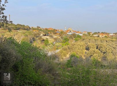 Arsa-Zeytinlik