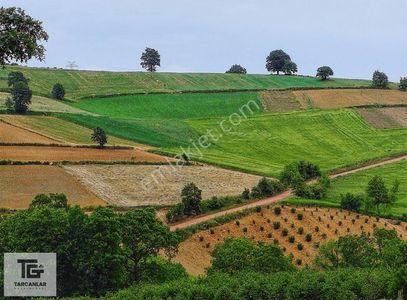 Arsa-Tarla
