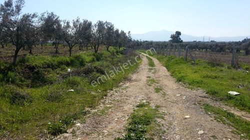 Arsa-Zeytinlik
