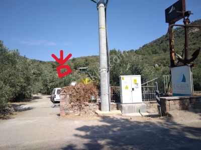 Arsa-Zeytinlik