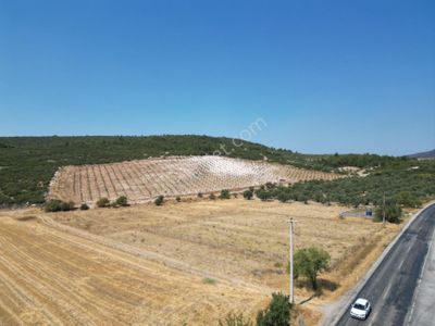 Arsa-Tarla