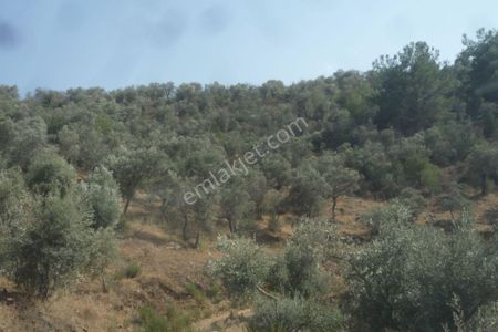 İzmir Torbalı Gold Emlaktan Satılık Zeytinlik