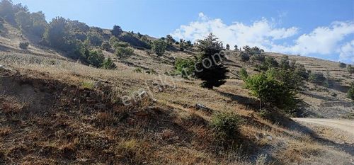 Arsa-Tarla