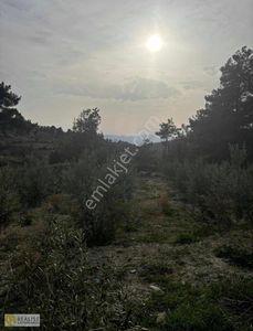 Arsa-Tarla