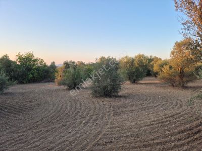 Arsa-Tarla