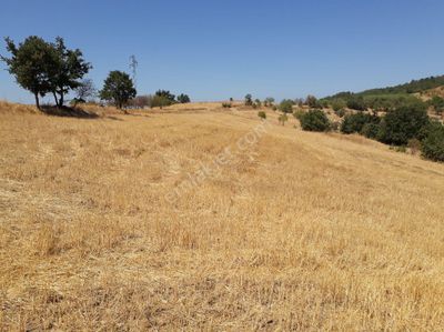 Arsa-Tarla