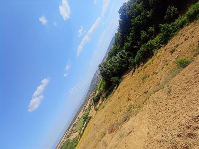 Arsa-Arazi