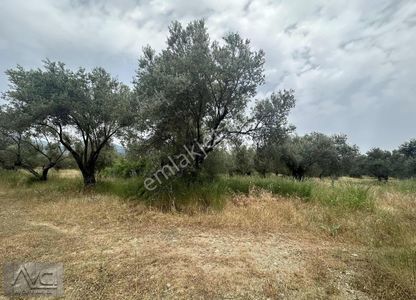 Arsa-Villa İmarlı