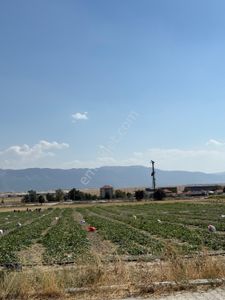 Arsa-Konut İmarlı