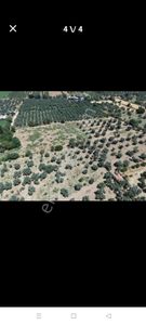 Arsa-Arazi