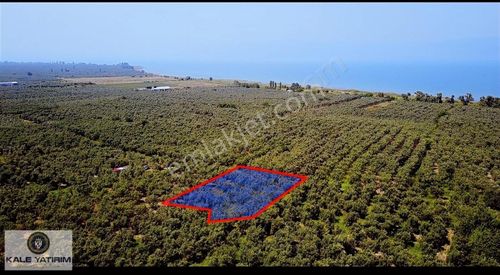 Arsa-Zeytinlik