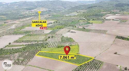 Arsa-Zeytinlik