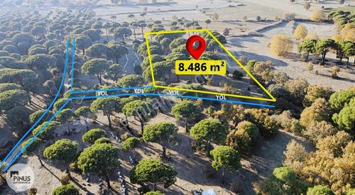 Pinus Gayrimenkul'den//kozakta 8.486 M² Fıstık Çamlı Tarla