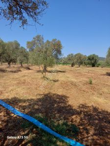 Arsa-Tarla