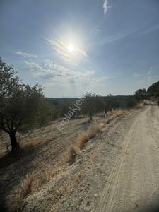 Arsa-Zeytinlik