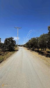 Arsa-Zeytinlik