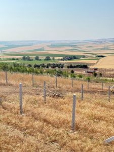 Arsa-Tarla