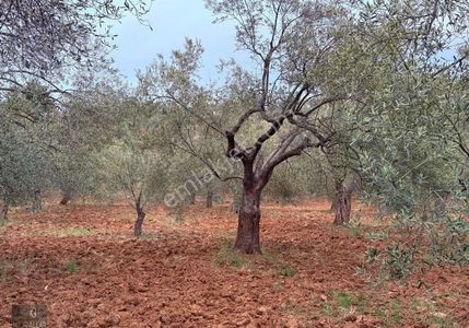 Kuyualan Mah Zeytinlik