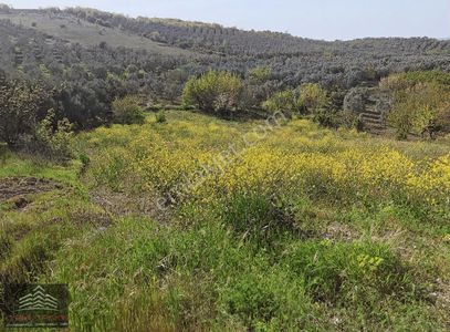 Daimi Taşkın Gayrimenkul'den İznik Tacir Köyünde Satılık Tarla