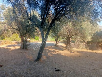 Arsa-Bağ & Bahçe
