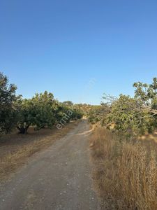 Arsa-Konut İmarlı