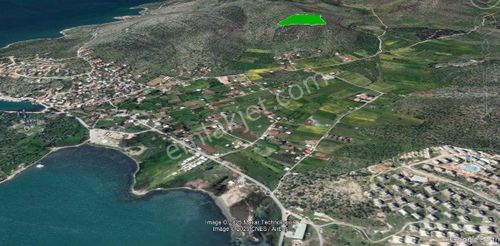 Arsa-Zeytinlik
