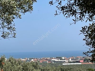 Arsa-Zeytinlik