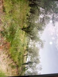 Arsa-Zeytinlik