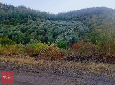 Arsa-Zeytinlik
