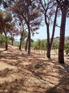 Arsa-Zeytinlik