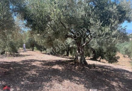 Arsa-Bağ & Bahçe