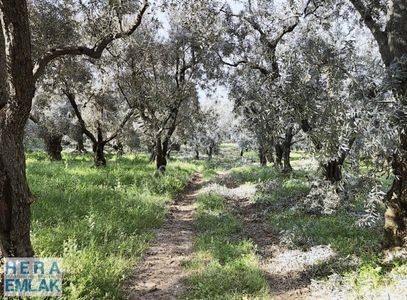Kelepir 2 Dönüm Bahçe Göl Manzaralı, İznik Gölü 250 Metre Mesafe