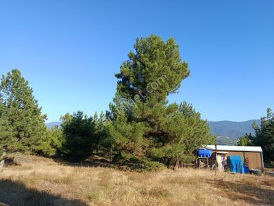 Arsa-Tarla